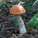 Leccinum aurantiacum