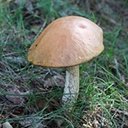 Leccinum aurantiacum