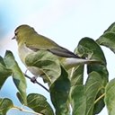 Leiothlypis peregrina