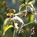 Leiothlypis peregrina