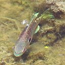 Lepomis peltastes