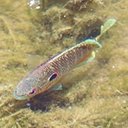 Lepomis peltastes