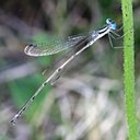 Lestes rectangularis