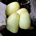 Leucocoprinus birnbaumii 