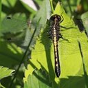 Leucorrhinia intacta