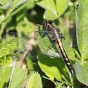 Leucorrhinia intacta