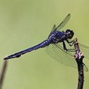 Libellula incesta