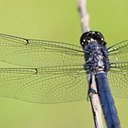 Libellula incesta