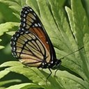 Limenitis archippus