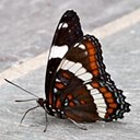 Limenitis arthemis arthemis