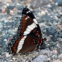Limenitis arthemis arthemis