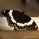 Limenitis arthemis arthemis