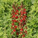 Lobelia cardinalis