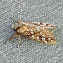 Lophocampa caryae