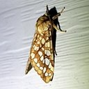 Lophocampa caryae