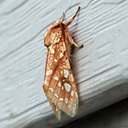 Lophocampa caryae