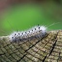 Lophocampa caryae