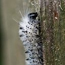 Lophocampa caryae