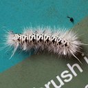 Lophocampa caryae