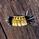 Lophocampa maculata