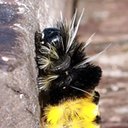 Lophocampa maculata