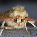 Lophocampa maculata
