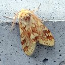 Lophocampa maculata