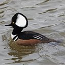 Lophodytes cucullatus