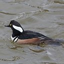 Lophodytes cucullatus