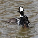 Lophodytes cucullatus