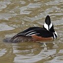 Lophodytes cucullatus