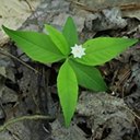 Lysimachia borealis