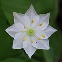 Lysimachia borealis