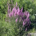 Lythrum salicaria