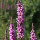Lythrum salicaria