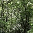 Makaronezyjski las wawrzynolistny