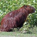 Mammals