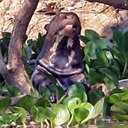 Mammals