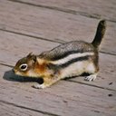 Mammals