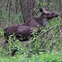 Mammals
