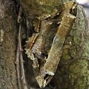 Mariposas (Heterocera)