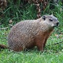 Marmota monax