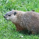 Marmota monax