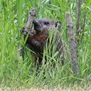 Marmota monax
