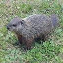 Marmota monax