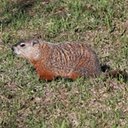 Marmota monax
