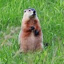 Marmota monax