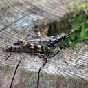 Melanoplus femurrubrum