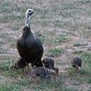 Meleagris gallopavo