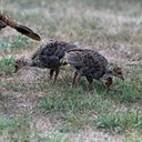 Meleagris gallopavo